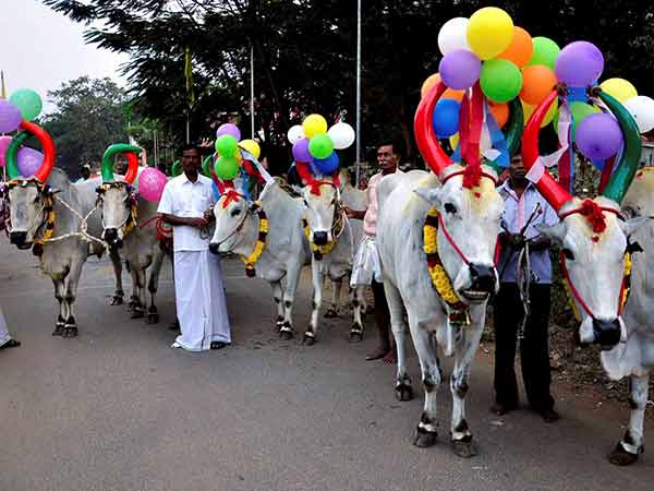 மாடுகளுக்கு அலங்காரம்