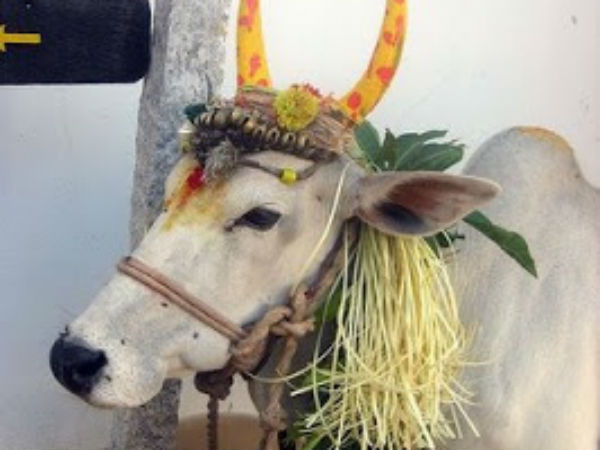 மாட்டு பொங்கல் கொண்டாட்டம்