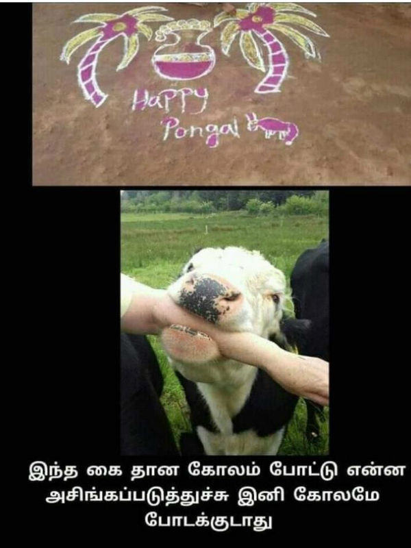 Memes on Mattu pongal Memes on Mattu pongal