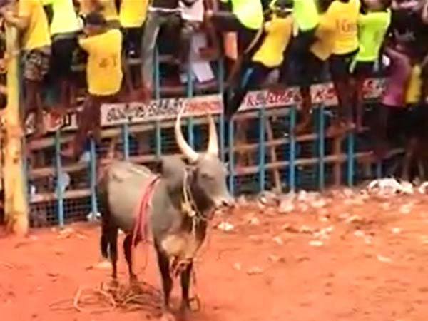 bull-tamers-ran-away-after-seeing-a-bull