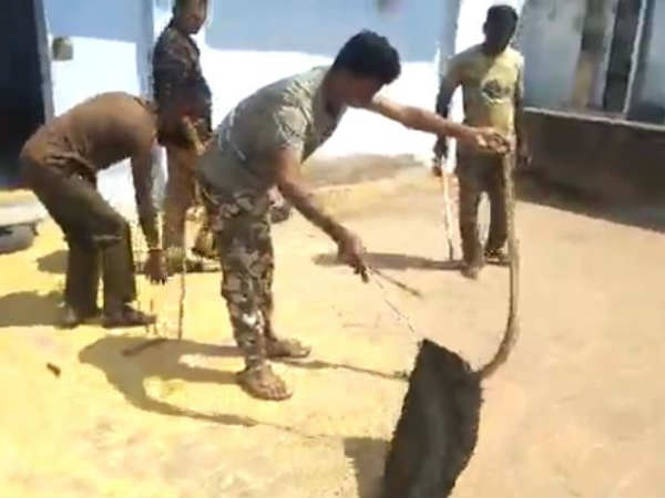 7 feet big copra nabbed from rice mill 7 feet big copra nabbed from rice mill