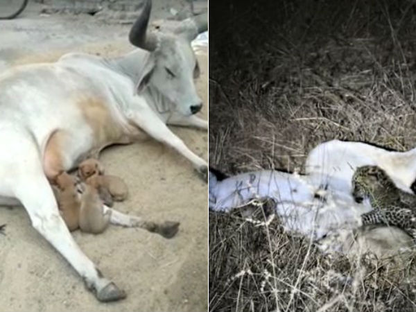 Cow ‘adopts’ puppies after lioness feeds leopard cub: Beauty of life’s harmony Cow ‘adopts’ puppies after lioness feeds leopard cub: Beauty of life’s harmony