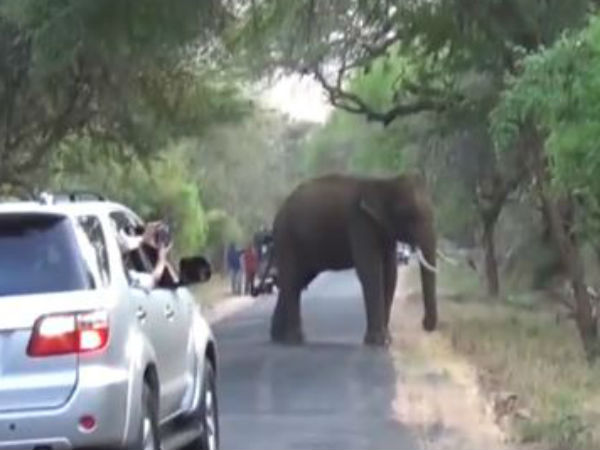 Be alert, A lot Of Elephants Crossing On Udumalai - Munnar road Be alert, A lot Of Elephants Crossing On Udumalai - Munnar road
