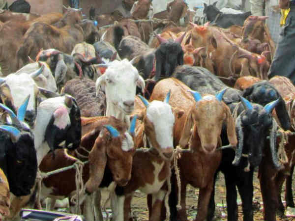 Goat, Cows Selling for about 2 crores near Dharmapuri... Merchants Happy Goat, Cows Selling for about 2 crores near Dharmapuri... Merchants Happy