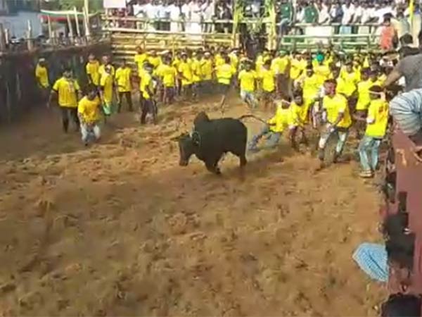 ஜல்லிக்கட்டு
