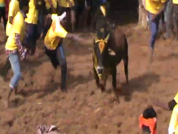 Insurance given to bull tamers in Avaniyapuram Jallikattu Insurance given to bull tamers in Avaniyapuram Jallikattu