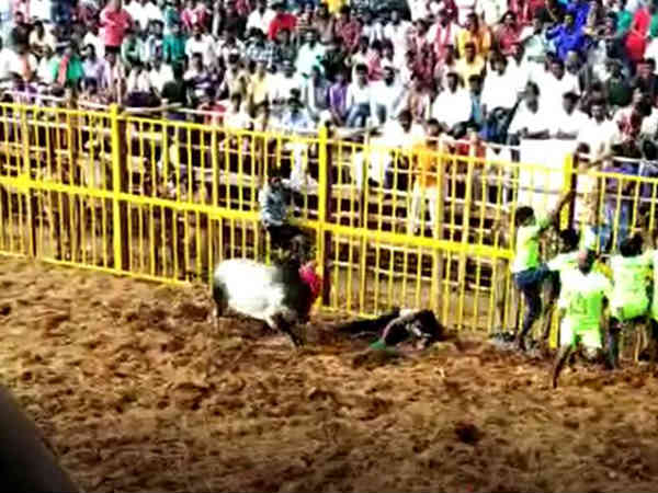 யாரும் பிடிக்காத காளை