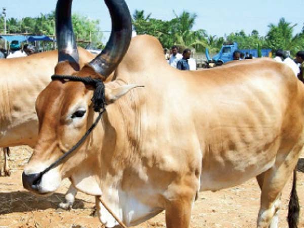 பூஜையுடன் தொடங்கியது