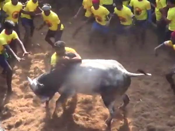 More than 250 bulls participate Jallikattu near Viruthunagar More than 250 bulls participate Jallikattu near Viruthunagar