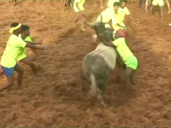 One of the famous palamedu jallikattu started in madurai One of the famous palamedu jallikattu started in madurai