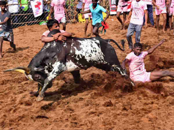 2000 காளைகள்