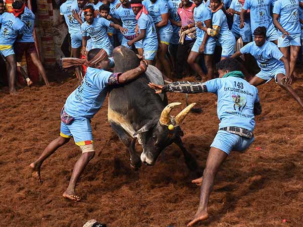 காளைகள்