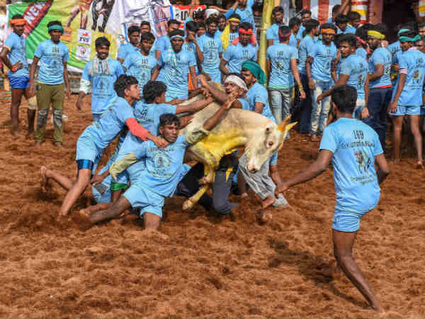 Two viewers die in Viralimalai Jallikattu bulls Stab Two viewers die in Viralimalai Jallikattu bulls Stab