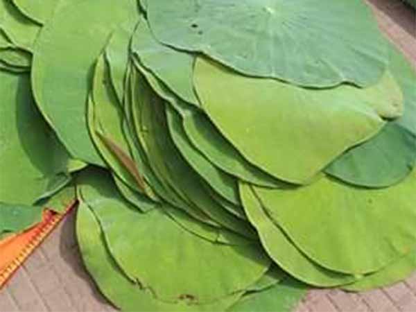 மலர்ந்த தாமரை