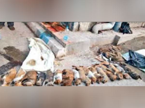 பிஸ்கட்டில் விஷம்