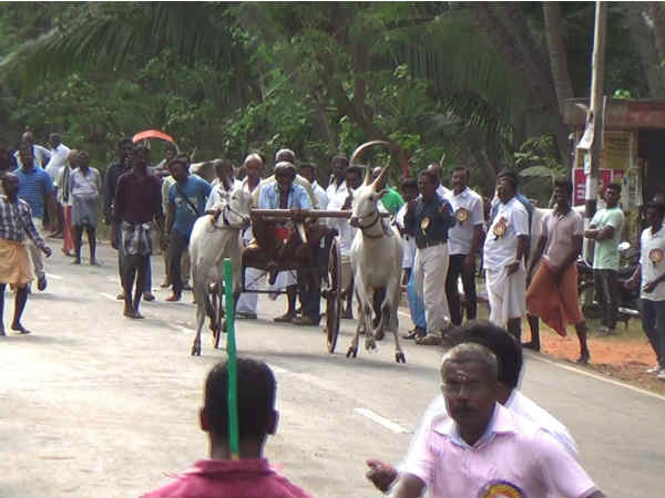 A bullock cart race was held in Kanyakumari on the eve of Republic day. A bullock cart race was held in Kanyakumari on the eve of Republic day.