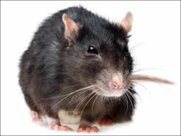 Rat found in the Food in Chennai Rat found in the Food in Chennai