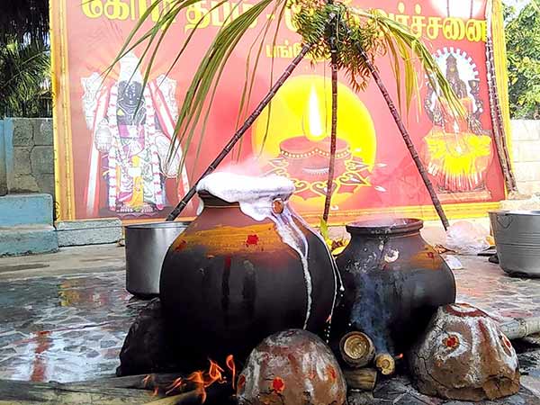 Samathuva pongal celebration at Danvantri peedam Walajapet Samathuva pongal celebration at Danvantri peedam Walajapet