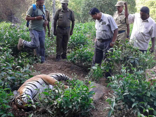 புலியை சாகடித்த புலி