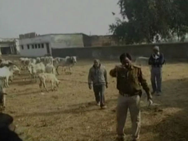 Students in uttarpradesh school complain after bovines roam around in campus Students in uttarpradesh school complain after bovines roam around in campus