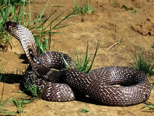 man bites wife after being bitten by poisonous snake man bites wife after being bitten by poisonous snake