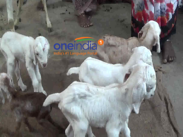 Tamilnadu Budget 2019: TN govt will continue the free goat and cow scheme says OPS Tamilnadu Budget 2019: TN govt will continue the free goat and cow scheme says OPS