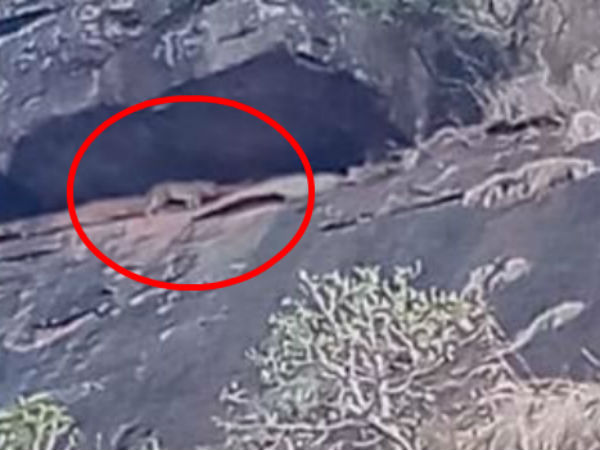 cheetah sighted again in courtallam main falls cheetah sighted again in courtallam main falls