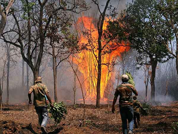 Major fire accident in Bandipur Tiger Reserve Major fire accident in Bandipur Tiger Reserve