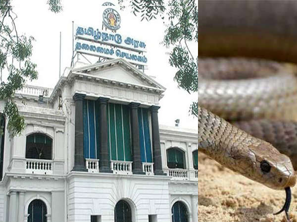 Snake found TN Secretariat Snake found TN Secretariat