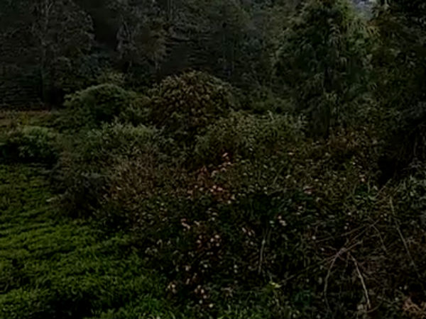 டீ காடு