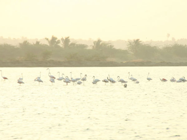 birds population census is taking in kanyakumari birds population census is taking in kanyakumari