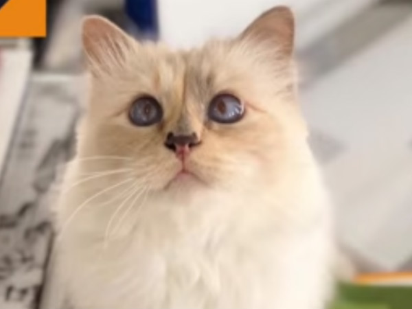 Worlds richest cat in Paris Worlds richest cat in Paris