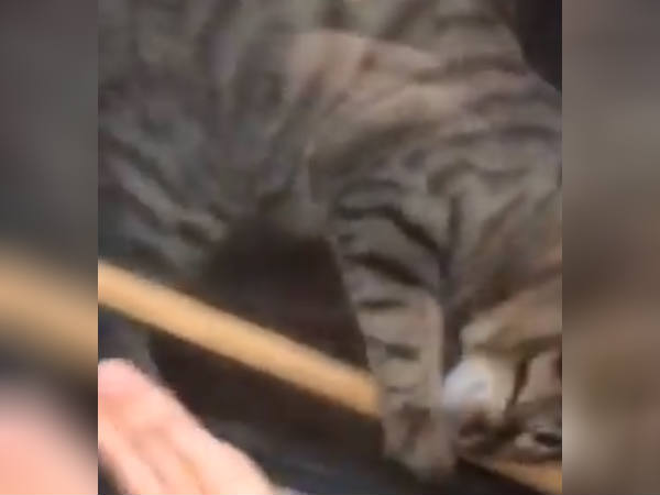 Pet cat rescue the woman in America Pet cat rescue the woman in America