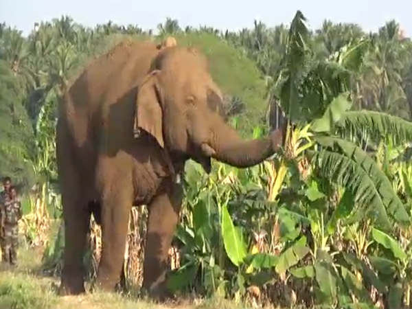 Forest Department tries to catch Chinnathambi by injecting anesthesia Forest Department tries to catch Chinnathambi by injecting anesthesia