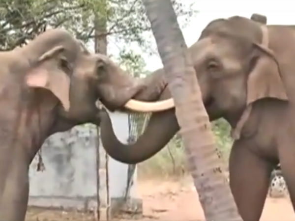 2 யானைகள்