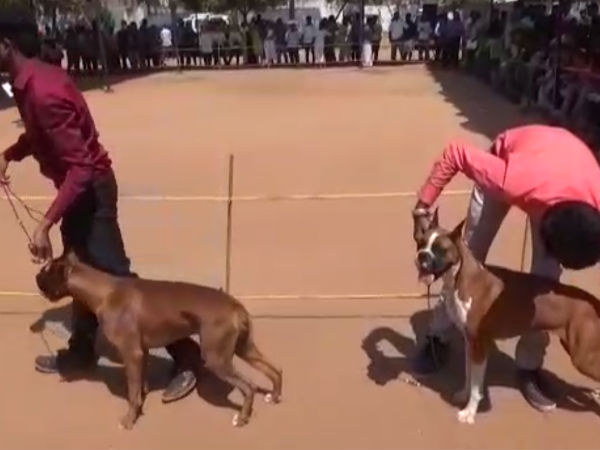 Puducherry Kennel Club conducted a dog show Puducherry Kennel Club conducted a dog show