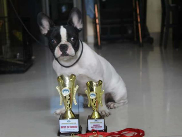 Puducherry Kennel Club conducted a dog show Puducherry Kennel Club conducted a dog show