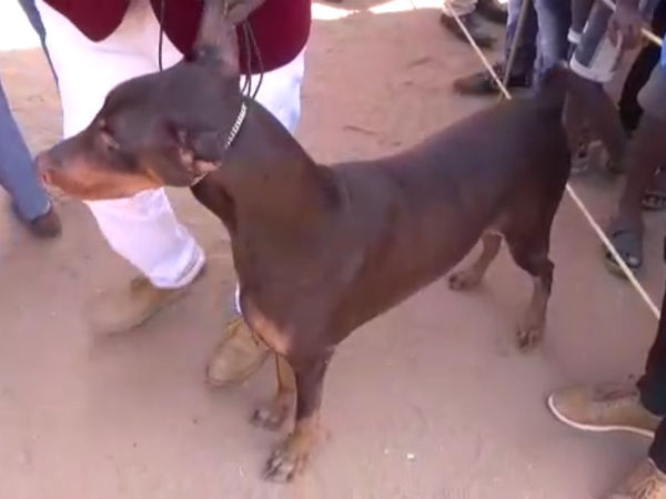 Puducherry Kennel Club conducted a dog show Puducherry Kennel Club conducted a dog show