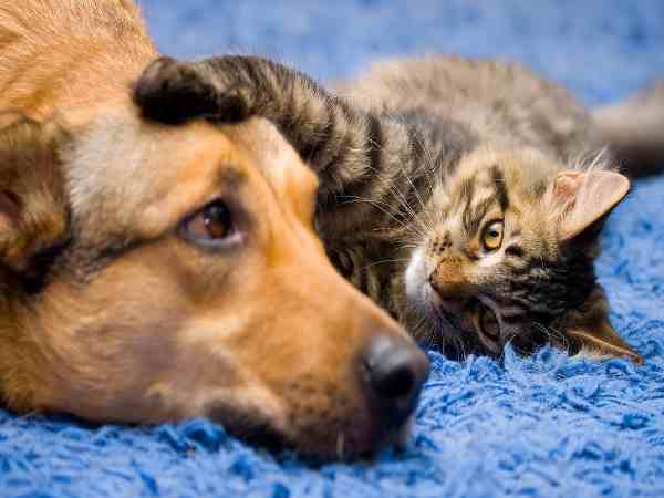 reward announced for info about killing of stray dogs and cats reward announced for info about killing of stray dogs and cats