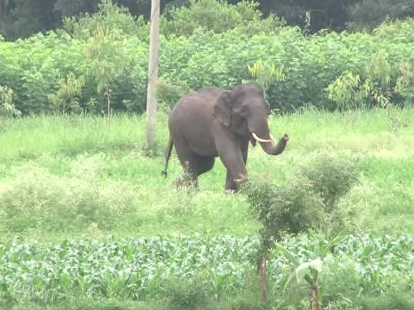 யானை ராஜேந்திரன்
