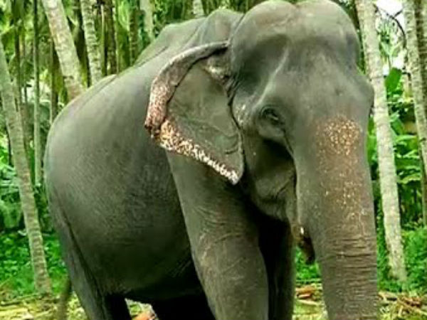 ஆசியாவிலேயே அதிக வயது.. 88 வயதிலும் கம்பீரமாக வலம் வந்த ''தாக்சாயினி யானை''.. காலமானது! 