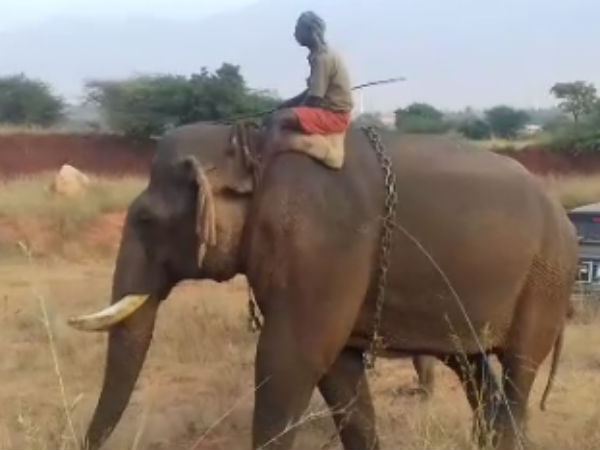 யானைகளுக்கு வேறு இடம்