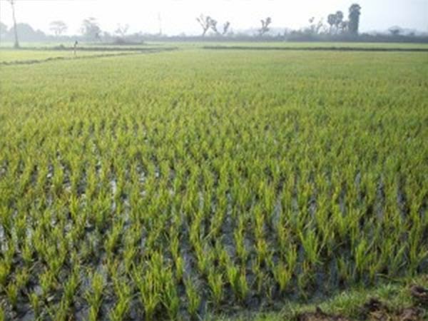 அம்மணமாக ஓடிக் கொண்டிருக்கிறான்