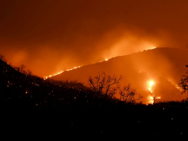 Forest fire may spread in main areas of the mudumalai tiger reserve, forest officials said Forest fire may spread in main areas of the mudumalai tiger reserve, forest officials said