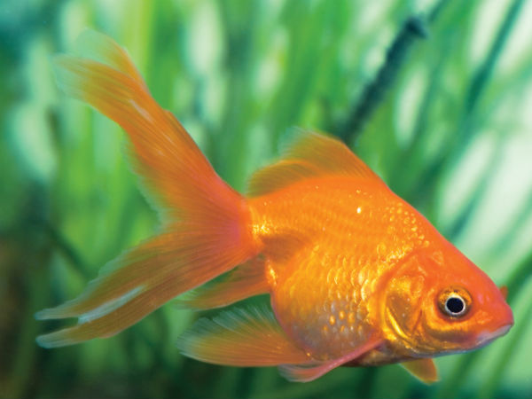 mother keeps live fish in infants mouth mother keeps live fish in infants mouth