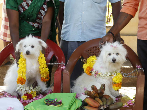 hms marry two dogs in kanyakumari hms marry two dogs in kanyakumari