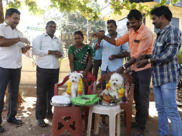 hms marry two dogs in kanyakumari hms marry two dogs in kanyakumari