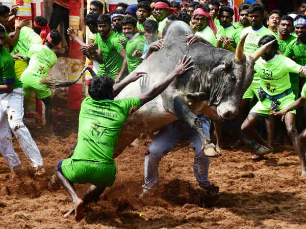 Chennai HC Madurai Branch orders restriction on Jallikattu Chennai HC Madurai Branch orders restriction on Jallikattu