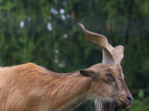 வனத்துறை விளக்கம்