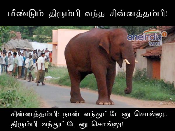 memes on elephant chinnathambi memes on elephant chinnathambi